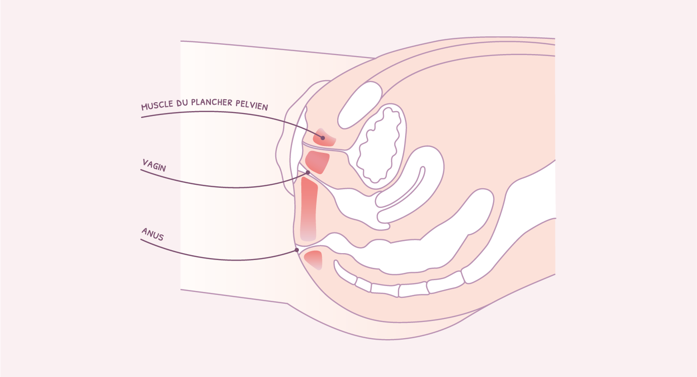 schema-plancher-pelvien-vagin-anus