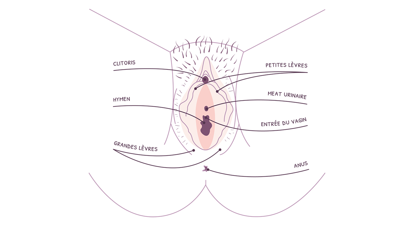 Vulve schema dyspareunie
