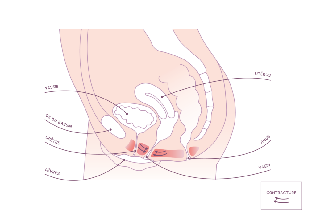 exercices vaginisme avec les muscles péri vaginaux 