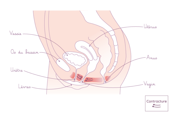 schéma explication vaginisme